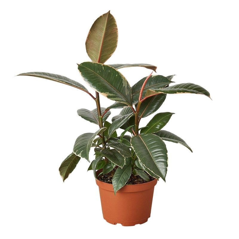 Ficus Elastica 'Tineke' 6 inch