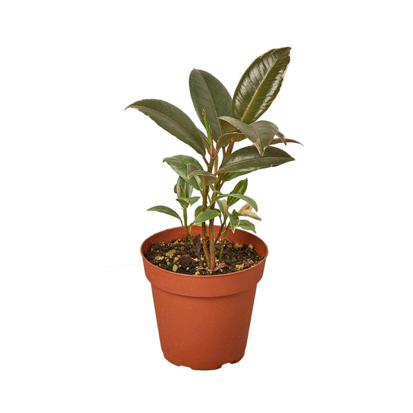Ficus Elastica 'Tineke' 4 inch